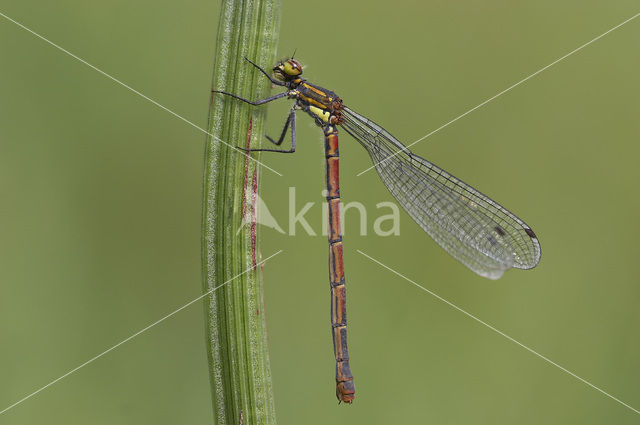 Large Red Damselfly (Pyrrhosoma nymphula)