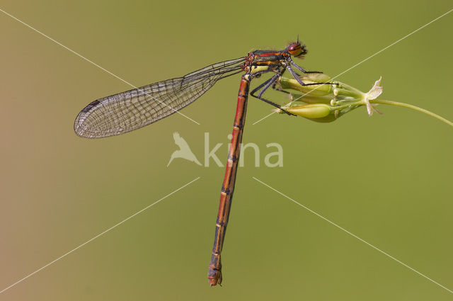 Large Red Damselfly (Pyrrhosoma nymphula)