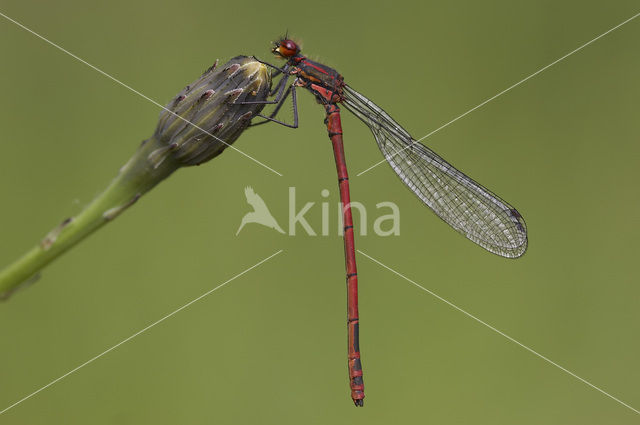 Large Red Damselfly (Pyrrhosoma nymphula)