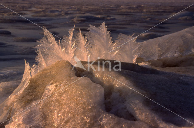 Waddensea