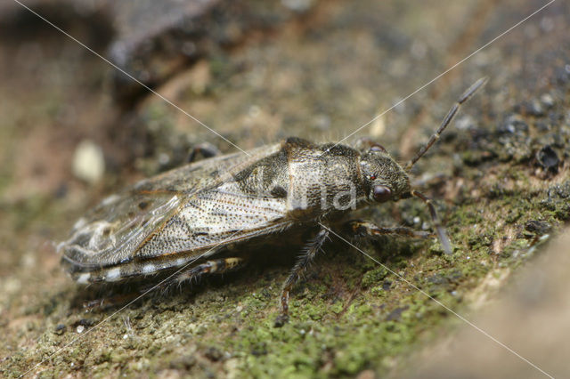 bug