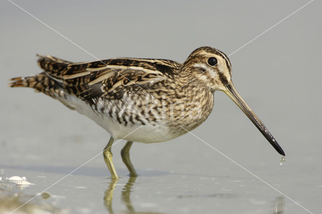 Common Snipe (Gallinago gallinago)
