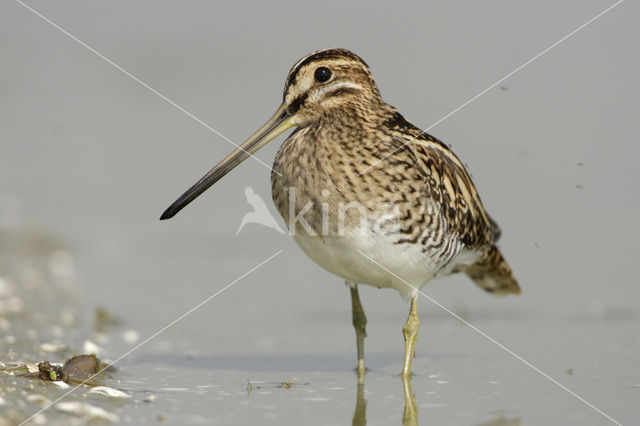 Common Snipe (Gallinago gallinago)