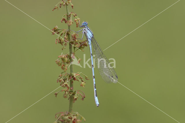 Watersnuffel (Enallagma cyathigerum)