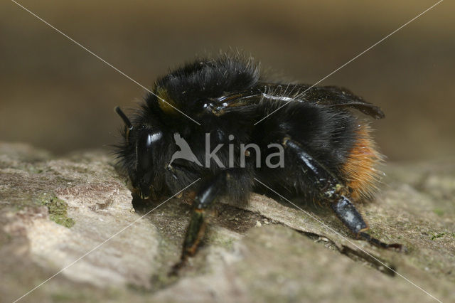 Weidehommel (Bombus pratorum)