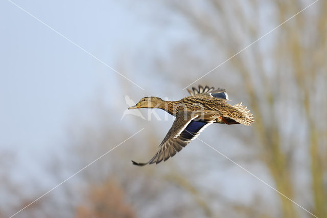 Wilde Eend (Anas platyrhynchos)