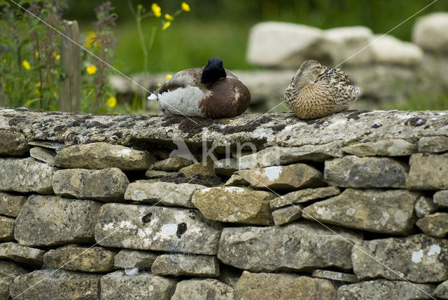 Wilde Eend (Anas platyrhynchos)