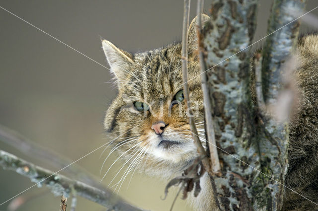 Wildcat (Felis silvestris)