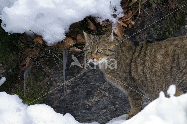 Wilde kat (Felis silvestris)