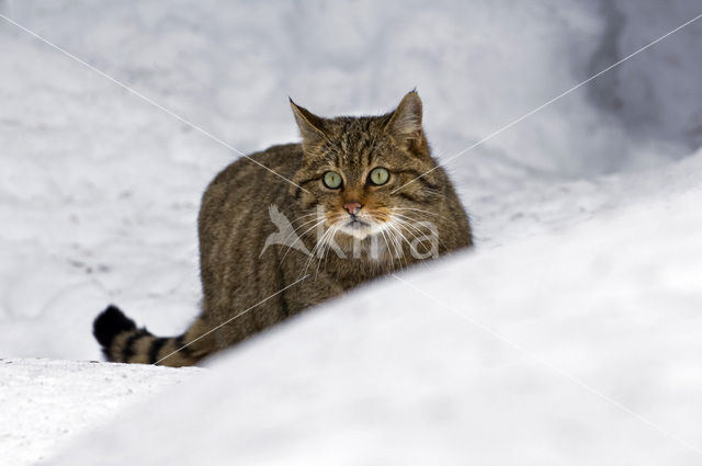 Wilde kat (Felis silvestris)