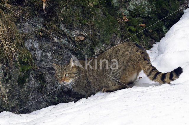 Wilde kat (Felis silvestris)