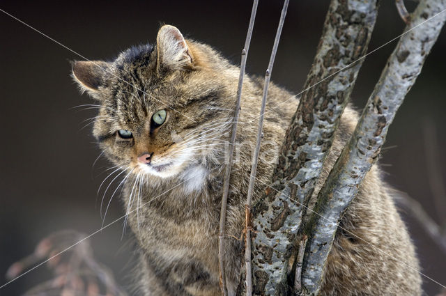 Wilde kat (Felis silvestris)