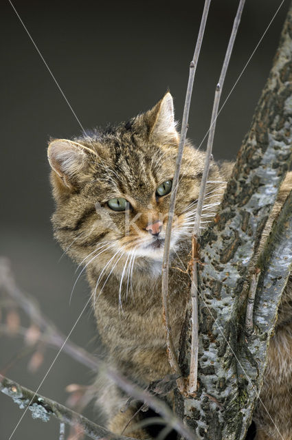 Wilde kat (Felis silvestris)