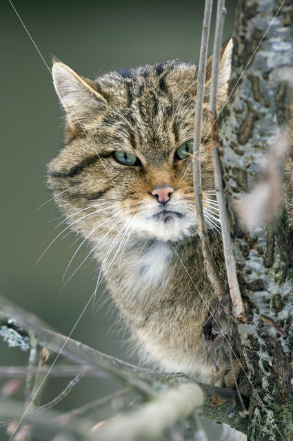 Wilde kat (Felis silvestris)