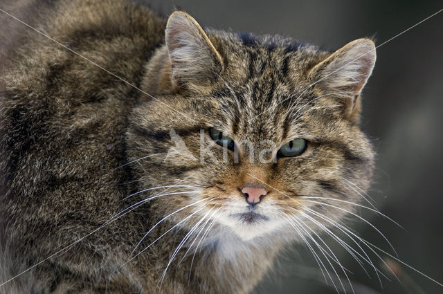 Wilde kat (Felis silvestris)