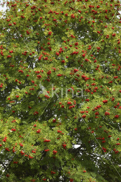 Wilde lijsterbes (Sorbus aucuparia)