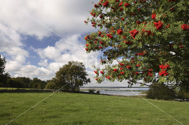 Wilde lijsterbes (Sorbus aucuparia)