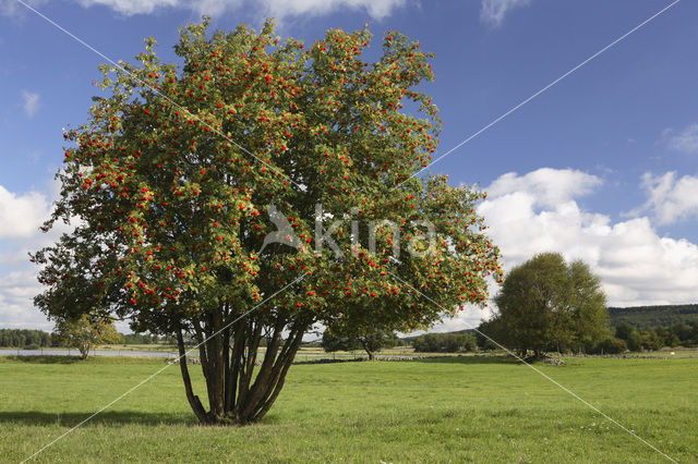 Wilde lijsterbes (Sorbus aucuparia)