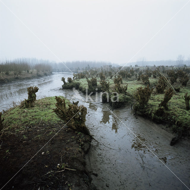 Willow (Salix)