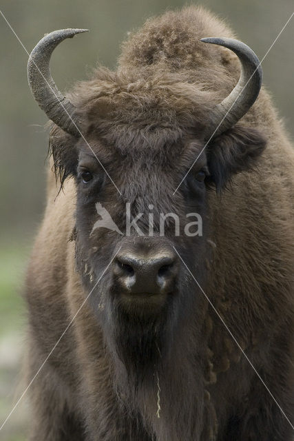 European Bison
