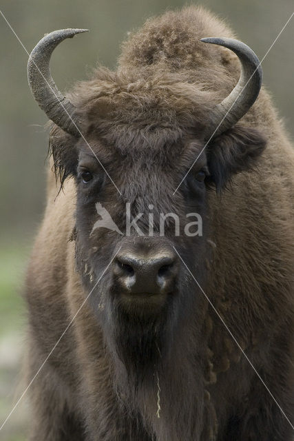 Wisent (Bison bonasus)