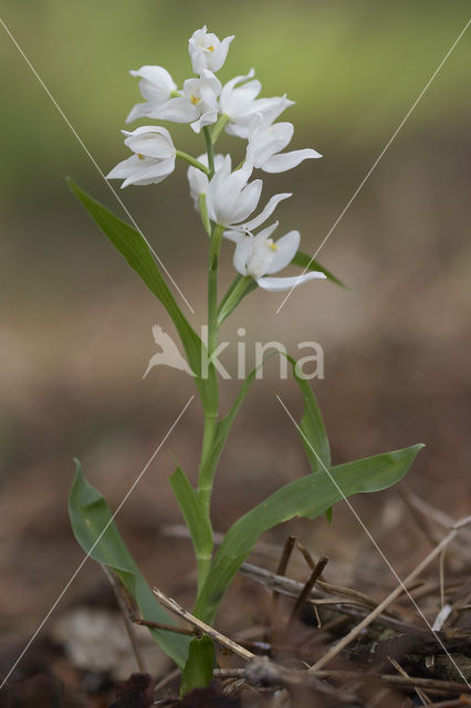 Narrow-leaved Helleborine (Cephalanthera longifolia)