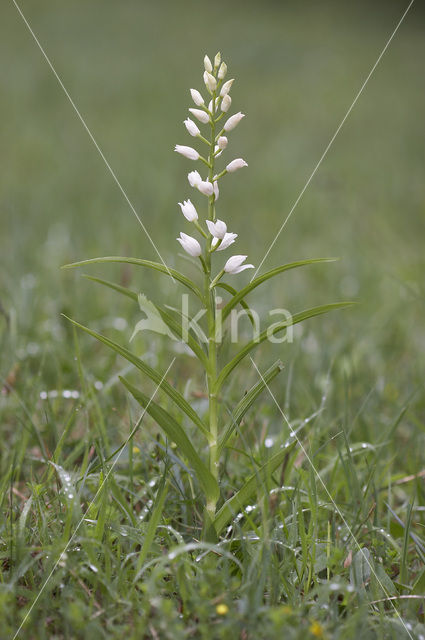Wit bosvogeltje (Cephalanthera longifolia)
