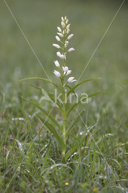 Narrow-leaved Helleborine (Cephalanthera longifolia)