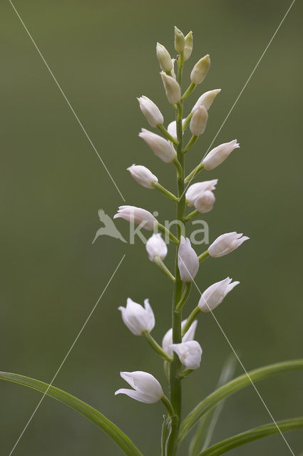 Wit bosvogeltje (Cephalanthera longifolia)