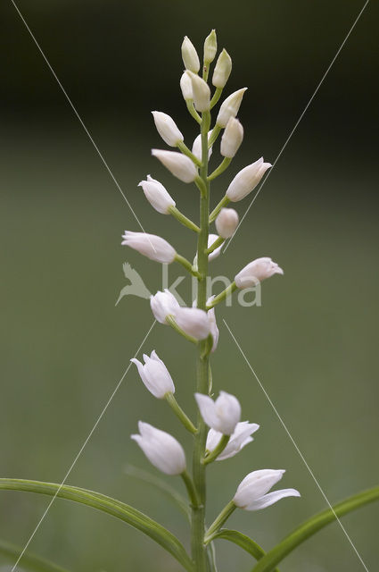 Wit bosvogeltje (Cephalanthera longifolia)