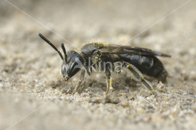 Witkopdwergzandbij (Andrena subopaca)