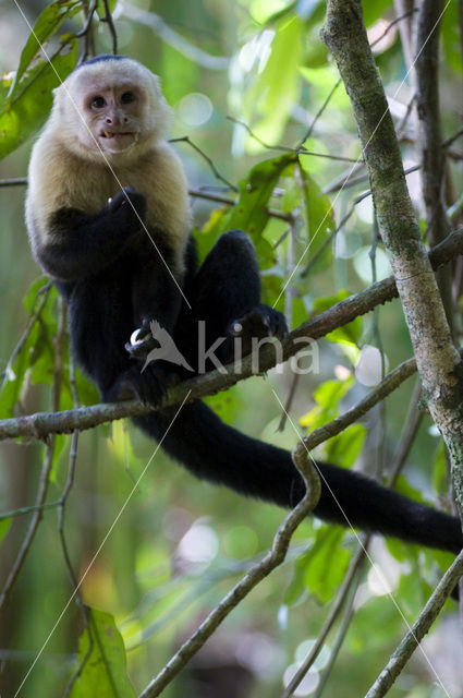 White Throated Capuchin (Cebus capucinus)