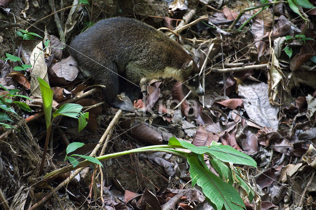 White-nosed Coati (Nasua narica)