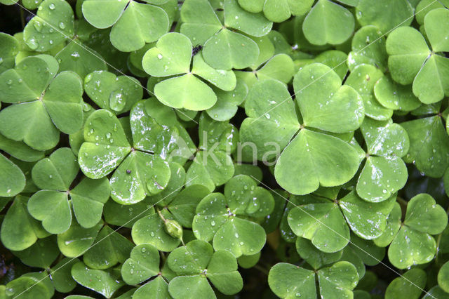 Wood-sorrel (Oxalis acetosella)