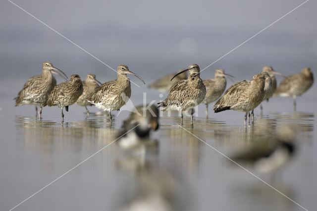 Eurasian Curlew (Numenius arquata)