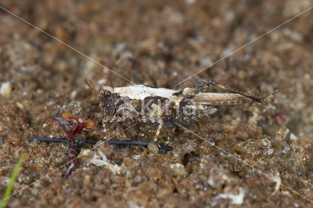 Cepero’s Ground-hopper (Tetrix ceperoi)