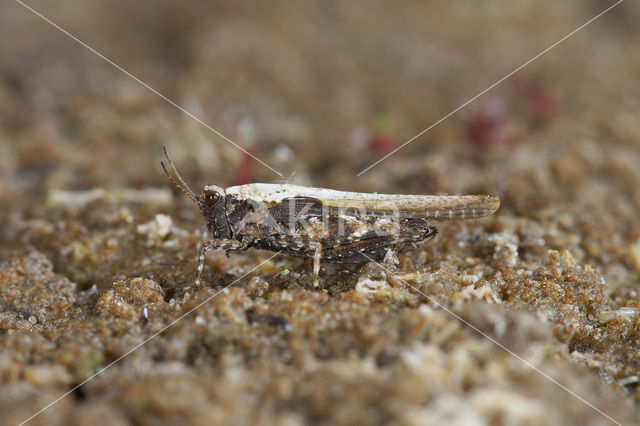 Cepero’s Ground-hopper (Tetrix ceperoi)