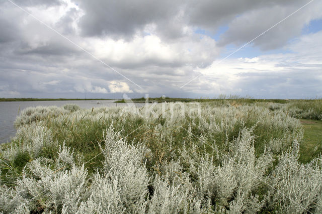 Zeealsem (Seriphidium maritimum)