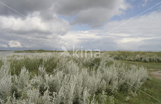 Zeealsem (Seriphidium maritimum)