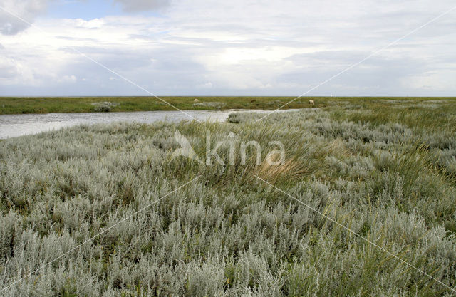 Sea Wood (Seriphidium maritimum)