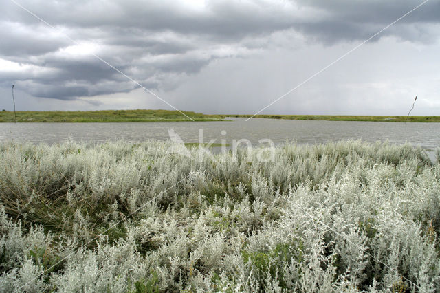 Sea Wood (Seriphidium maritimum)