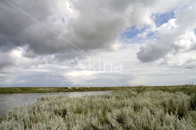 Zeealsem (Seriphidium maritimum)