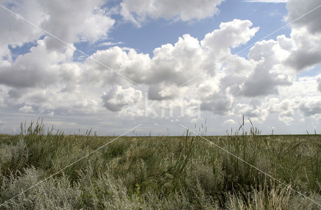 Sea Wood (Seriphidium maritimum)