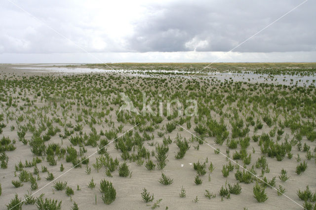 Zeekraal (Salicornia spec)