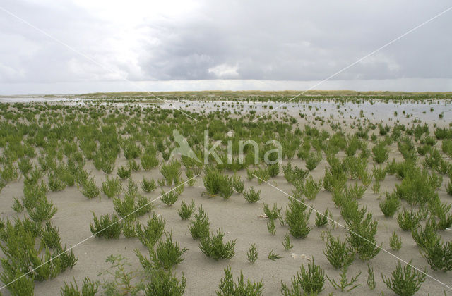 Zeekraal (Salicornia spec)