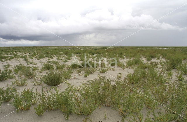 Zeekraal (Salicornia spec)