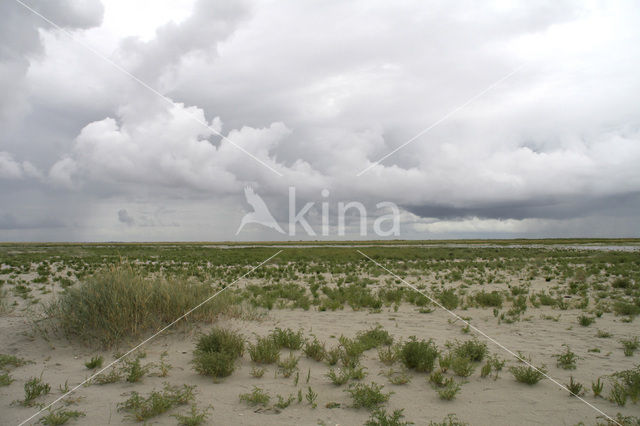 Zeekraal (Salicornia spec)