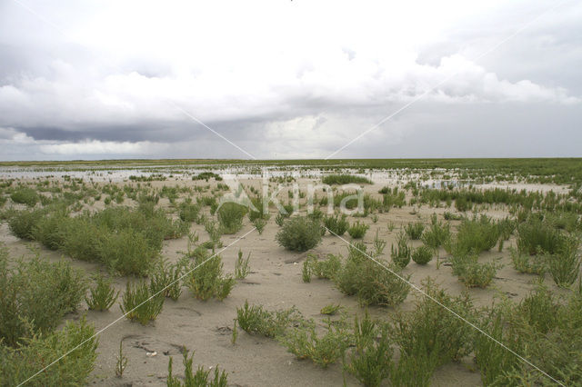 Glasswort (Salicornia spec)