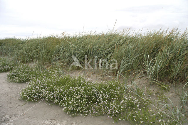 Zeekraal (Salicornia spec)