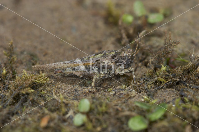 Slender Groundhopper (Tetrix subulata)